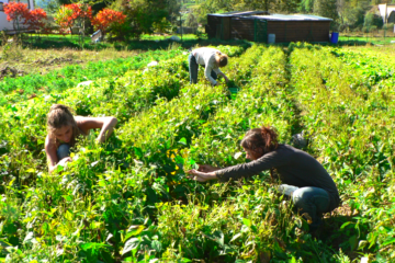 Les espaces tests agricoles